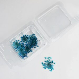 Fiori secchi Fiorellini blu