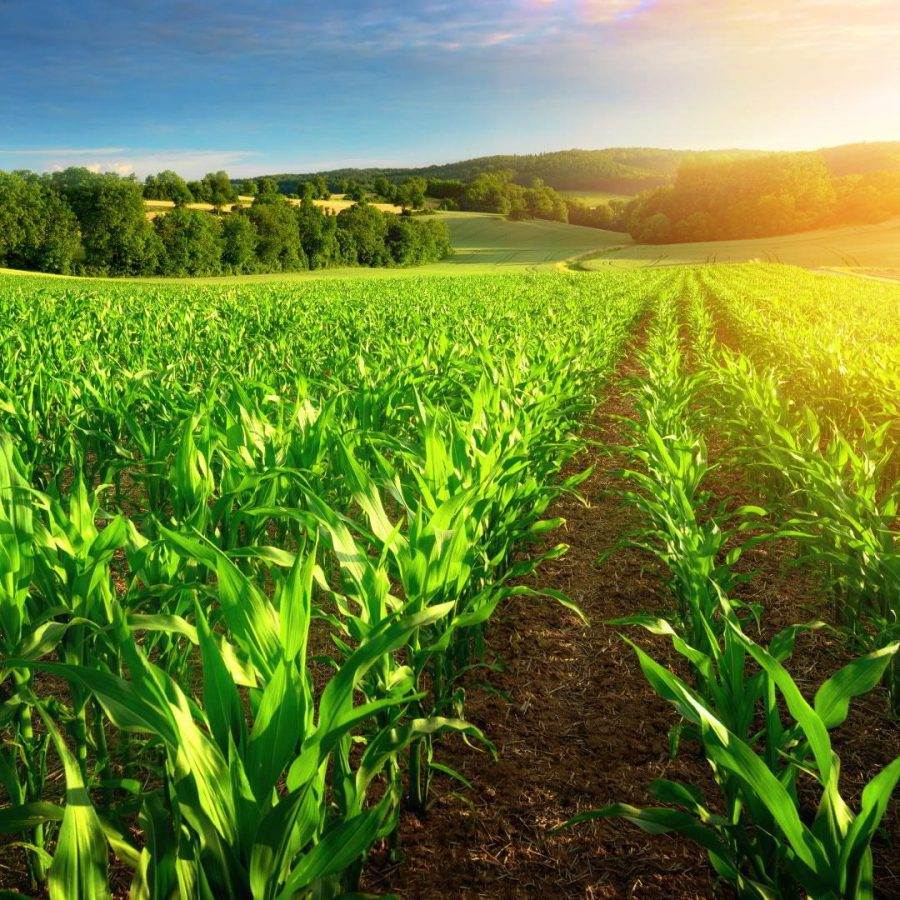 Bio Resin: Ökologisches Epoxidharz ist eine grüne und erneuerbare Wahl!