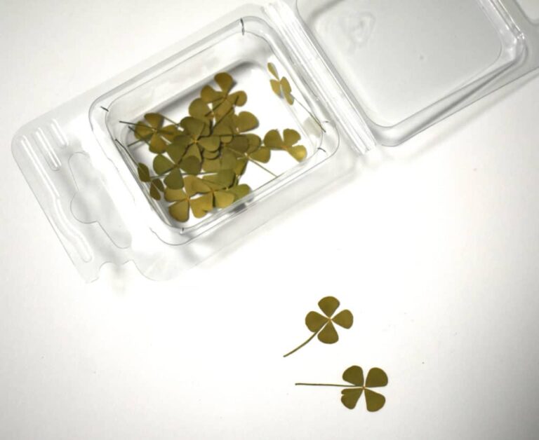 Trockenblumen Vierblättriges Kleeblatt